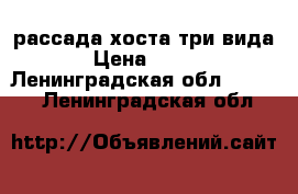 рассада хоста три вида › Цена ­ 250 - Ленинградская обл.  »    . Ленинградская обл.